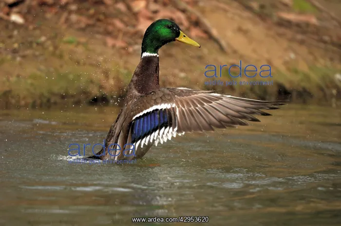 : Mallard - drake : Mallard - drake