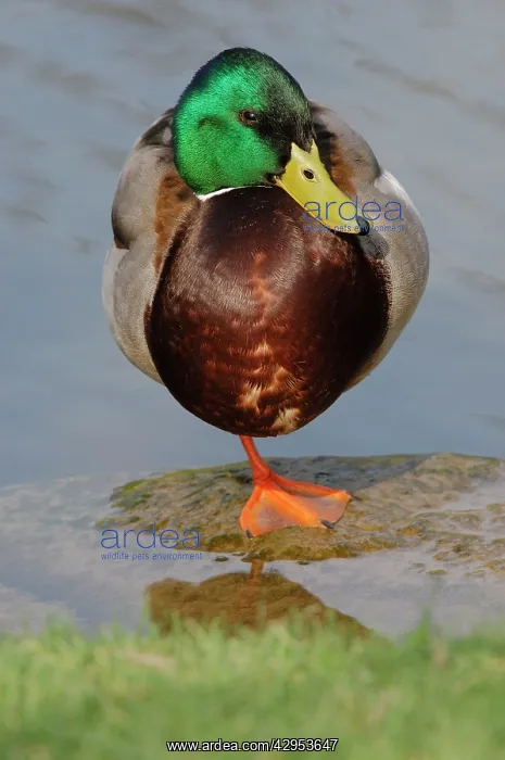 : Mallard - drake : Mallard - drake