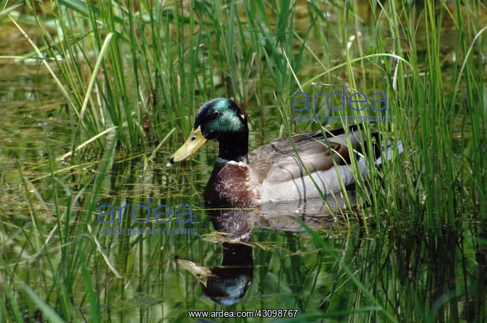 : Mallard Drake : Mallard Drake