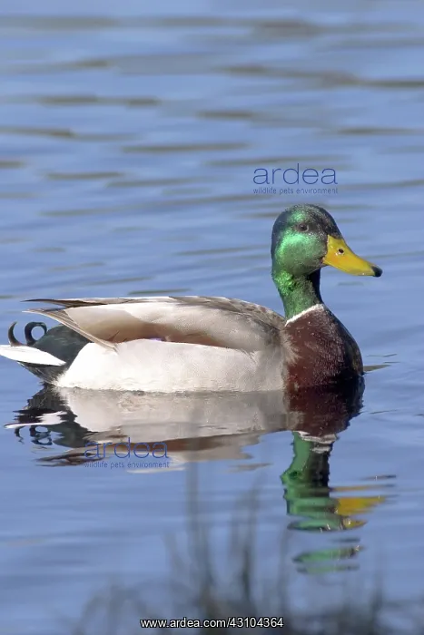  : Mallard Drake