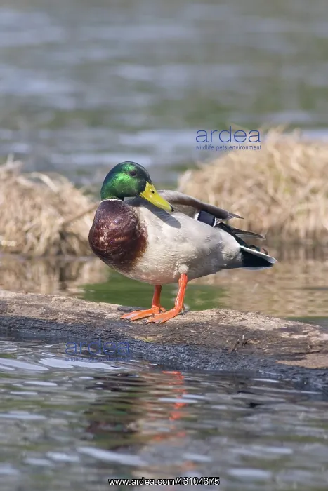 : Mallard Drake : Mallard Drake