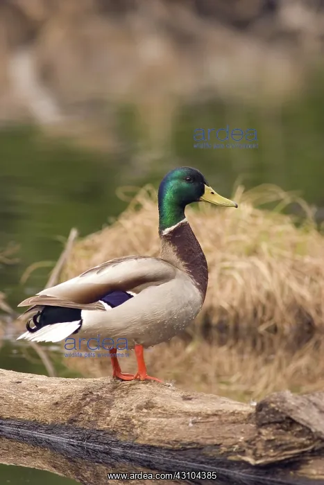 : Mallard Drake : Mallard Drake