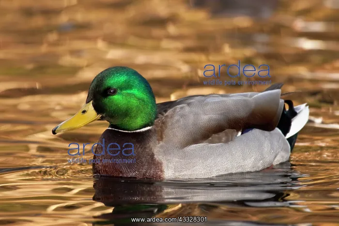 : A Mallard drake (Anas plathyrhynchos) : A Mallard drake (Anas plathyrhynchos)