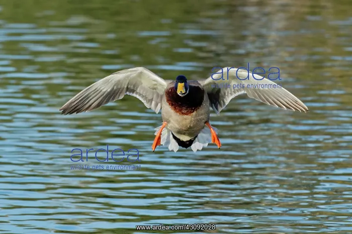 : Mallard Drake approaching : Mallard Drake approaching