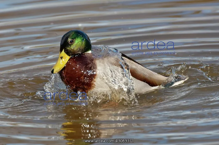 : Mallard drake bathing : Mallard drake bathing