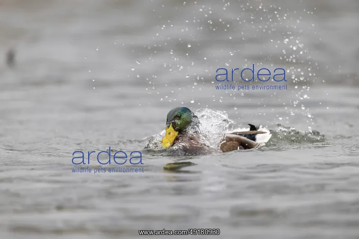 : Mallard - Drake - Bathing- UK : Mallard - Drake - Bathing- UK