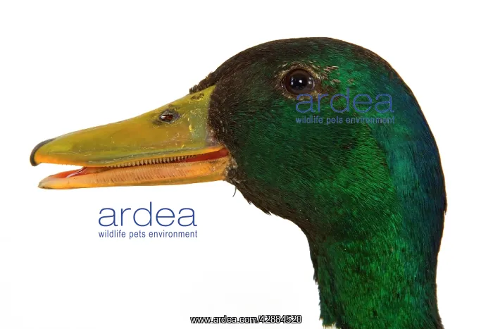 : Mallard - Drake, close-up of head : Mallard - Drake, close-up of head