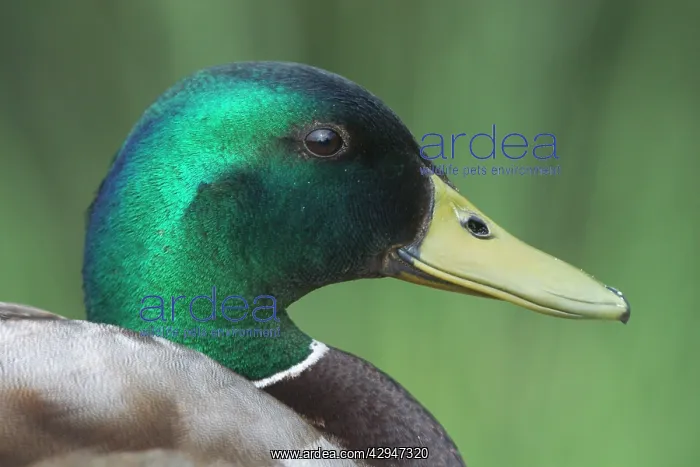 : Mallard - Drake, Close-up of head : Mallard - Drake, Close-up of head