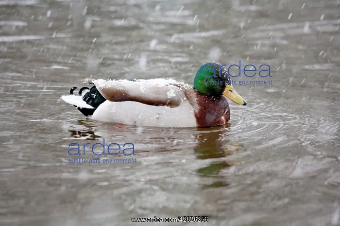 : Mallard - drake duck in snow : Mallard - drake duck in snow
