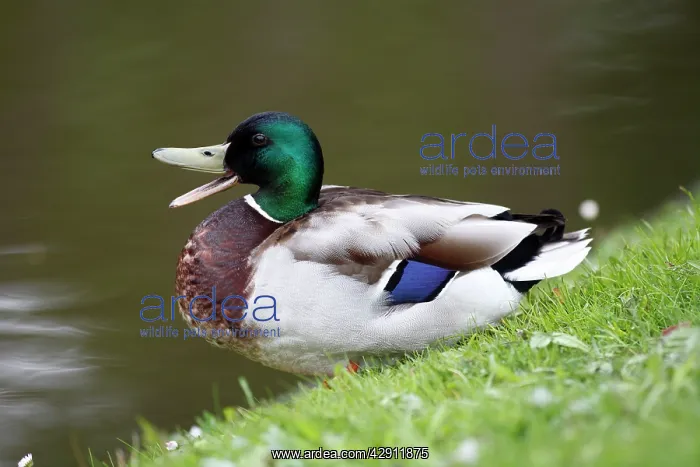 : Mallard - drake at edge of lake calling : Mallard - drake at edge of lake calling
