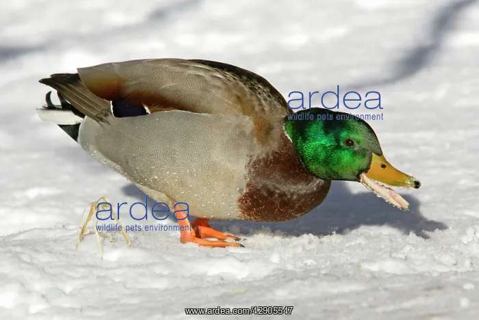 : Mallard - Drake feeding on grain strewn by park : Mallard - Drake feeding on grain strewn by park