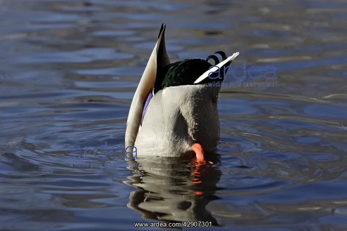 : Mallard - Drake feeding underwater with tail in air : Mallard - Drake feeding underwater with tail in air