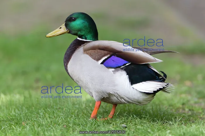 : Mallard - drake finishing preening showing wing speculum : Mallard - drake finishing preening showing wing speculum