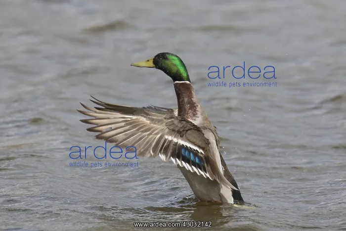  : Mallard - drake flapping its wings - Germany