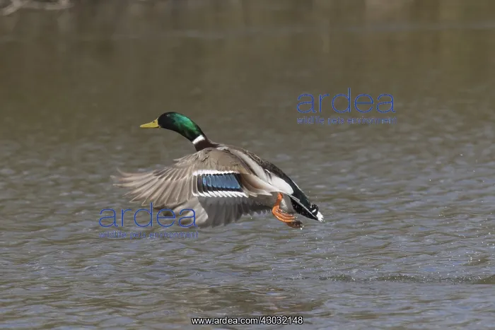 : Mallard - drake in flight - Germany : Mallard - drake in flight - Germany