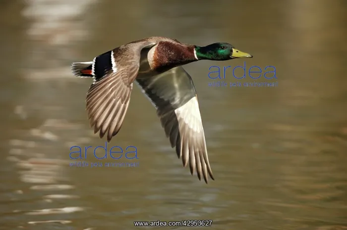 : Mallard - drake flying : Mallard - drake flying