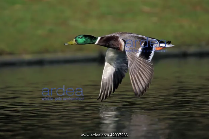 : Mallard - Drake flying over lake : Mallard - Drake flying over lake
