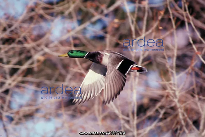 : Mallard drake flying, Montana : Mallard drake flying, Montana