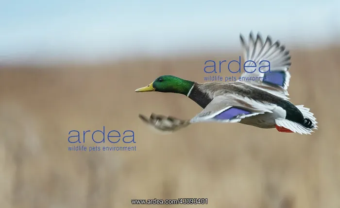 : Mallard drake flying past, autumn wetlands in Colorado : Mallard drake flying past, autumn wetlands in Colorado