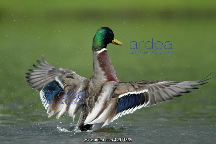 : Mallard - drake on lake flapping wings : Mallard - drake on lake flapping wings