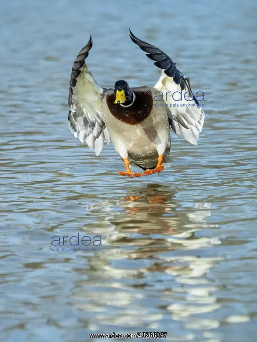 : Mallard - drake in landing flight, Hessen, Germany : Mallard - drake in landing flight, Hessen, Germany