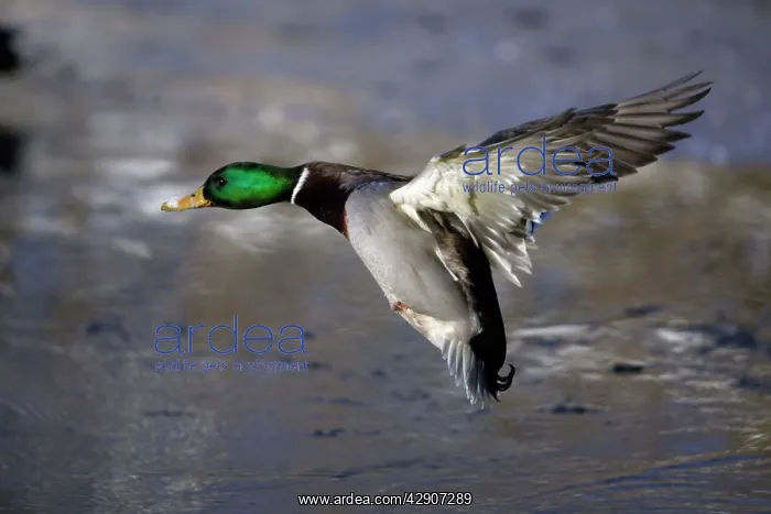 : Mallard - Drake landing on frozen lake in winter : Mallard - Drake landing on frozen lake in winter