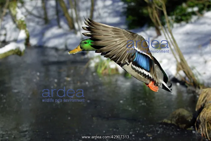  : Mallard - Drake landing on frozen lake in winter