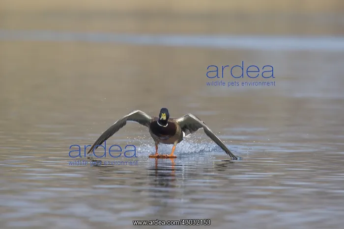  : Mallard - drake landing on water - Germany