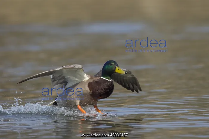  : Mallard - drake landing on water - Germany