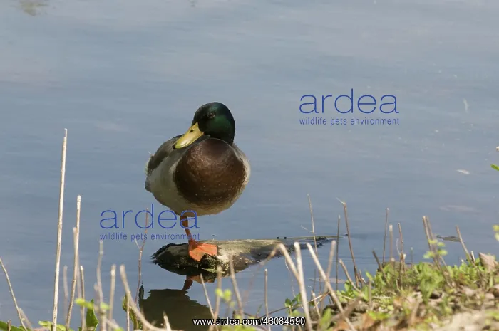  : Mallard drake in Louisiana