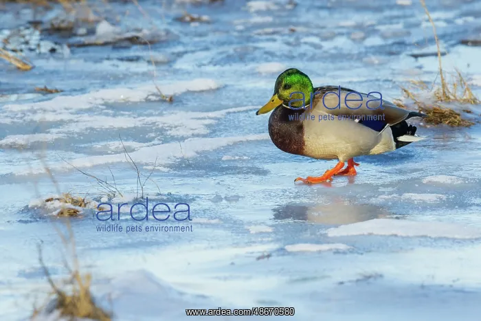 : Mallard drake navigating frozen wetland : Mallard drake navigating frozen wetland