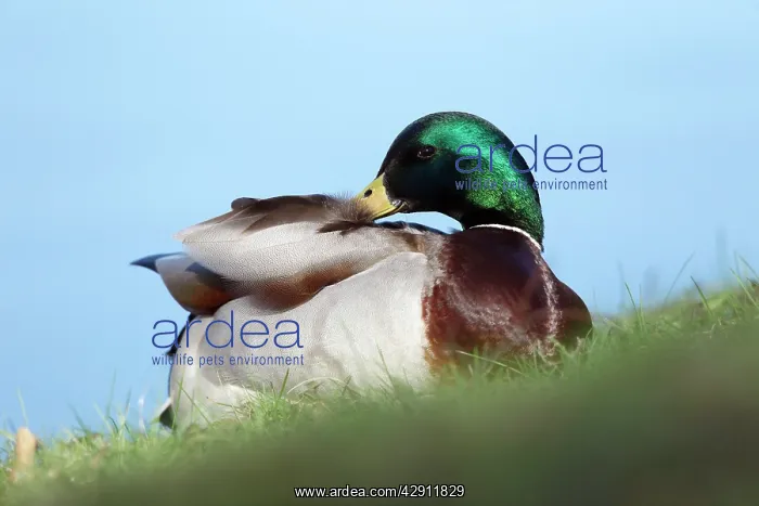 : Mallard - drake preening plumage : Mallard - drake preening plumage