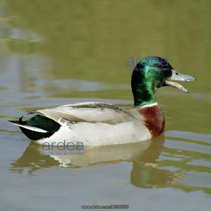 : Mallard - Drake, quacking : Mallard - Drake, quacking