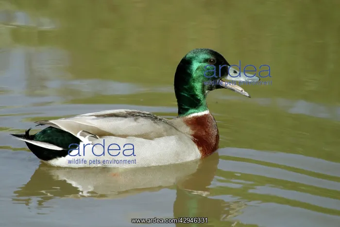 : Mallard - Drake, quacking : Mallard - Drake, quacking