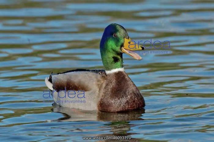 : Mallard Drake Quacking : Mallard Drake Quacking