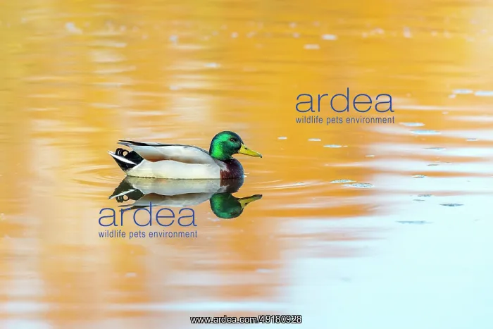  : Mallard - Drake - Reflection - UK
