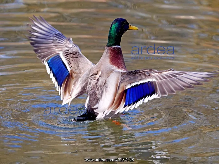 : Mallard-drake shaking his wings, Germany : Mallard-drake shaking his wings, Germany