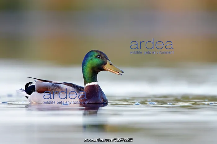 : Mallard - drake showing irridescent green head : Mallard - drake showing irridescent green head
