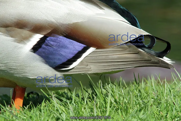 : Mallard - drake showing wing spectrum : Mallard - drake showing wing spectrum