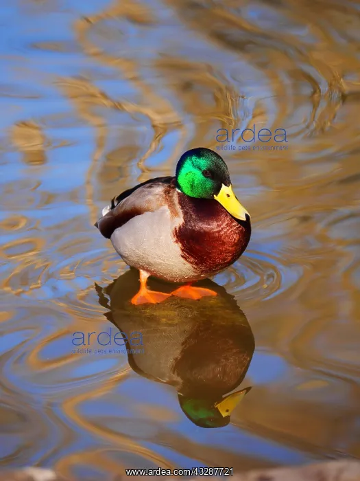 : mallard-drake is sitting on a stone in water, Germany : mallard-drake is sitting on a stone in water, Germany