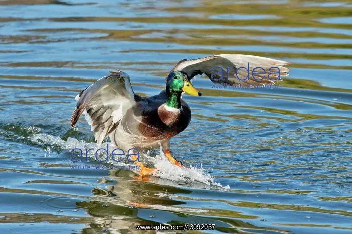 : Mallard Drake skiing to a stop : Mallard Drake skiing to a stop