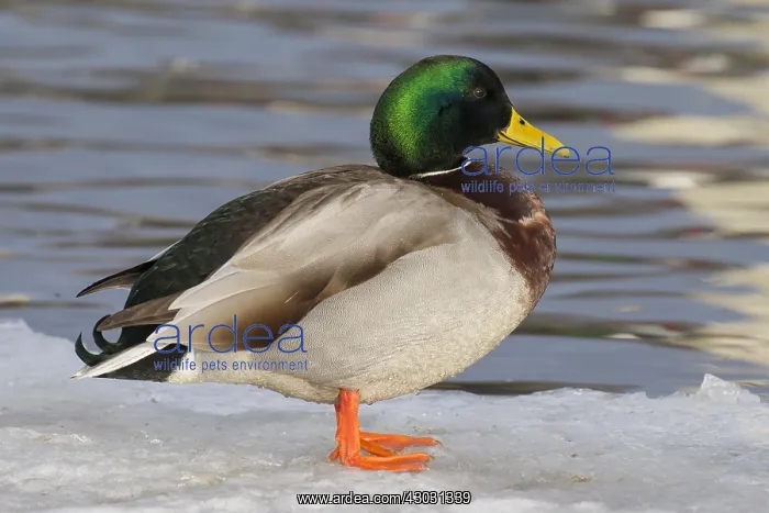  : Mallard - drake standing on ice - Iceland