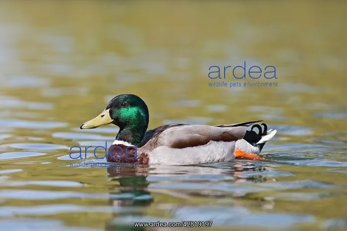 : Mallard - drake swimming : Mallard - drake swimming