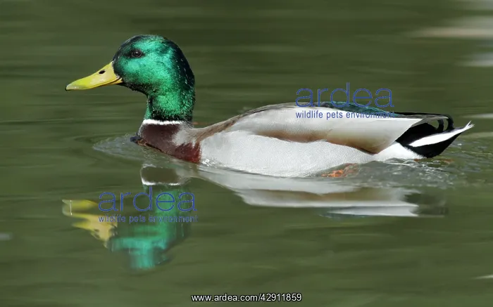 : Mallard - drake swimming on lake : Mallard - drake swimming on lake