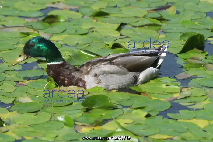 : Mallard - Drake swimming in waterlilies : Mallard - Drake swimming in waterlilies
