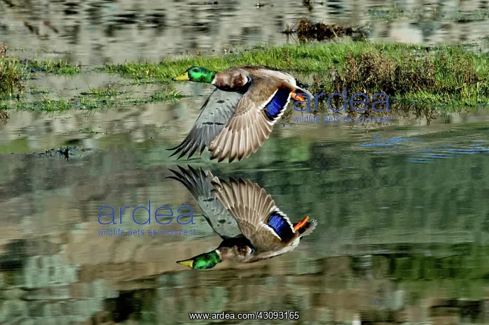 : Mallard drake Takes Off : Mallard drake Takes Off
