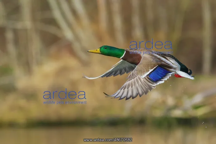 : Mallard drake taking flight in late autumn : Mallard drake taking flight in late autumn