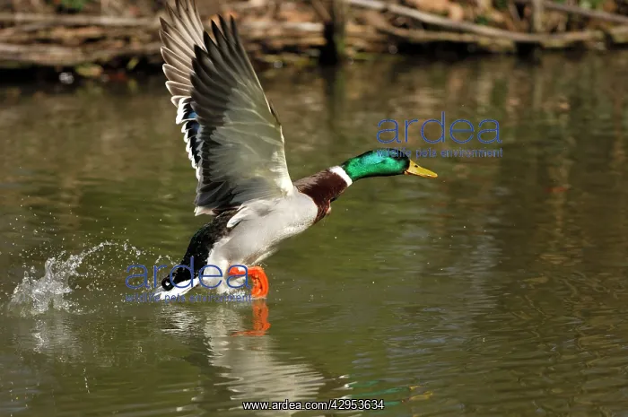 : Mallard - drake taking off : Mallard - drake taking off