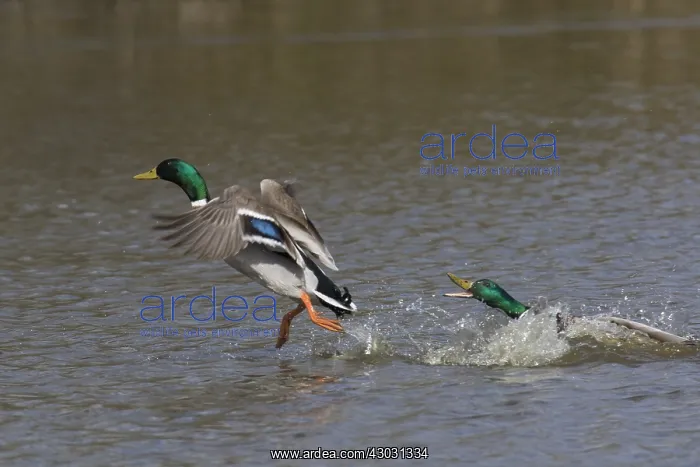 : Mallard - drake taking off - Germany : Mallard - drake taking off - Germany