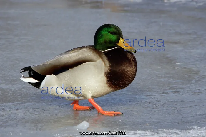  : Mallard - drake walking on ice